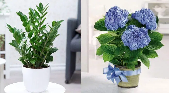 chọn hoa tết theo phong thủy