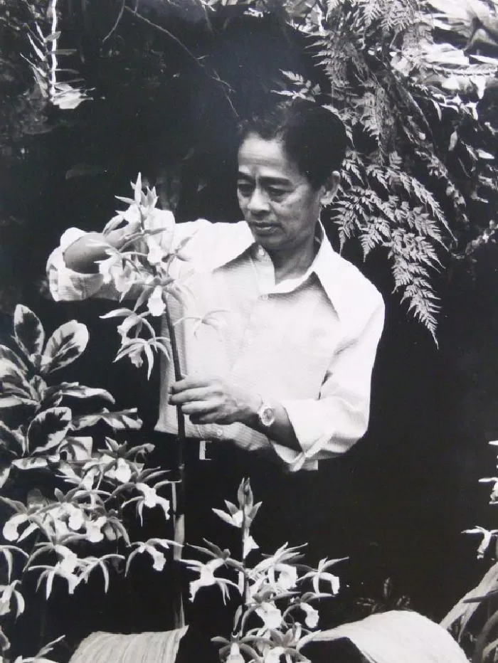 Giáo sư Rapee dành cả đời để nghiên cứu hoa lan. (Nguồn: internet).