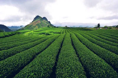 Đồi chè tại Mộc Châu