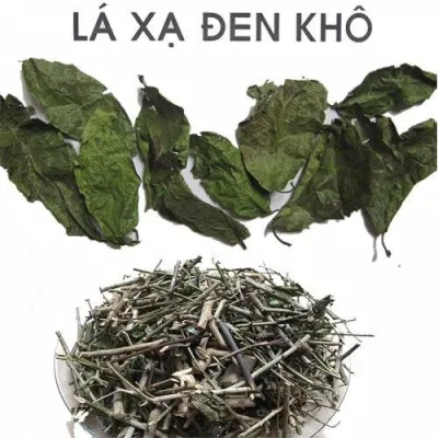 Lá xạ đen và cành xạ đen phơi khô. (Nguồn: internet).