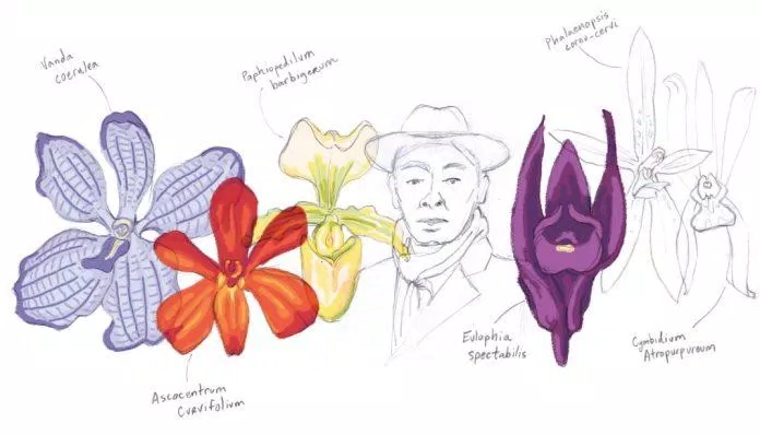 Bản vẽ của Erich Nagler về các loại hoa Lan và người giáo sư tận tâm. (Nguồn: internet). 