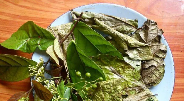 Lá xạ đen phơi khô có mầu sẫm, dai và có mùi thơm nhẹ. (Nguồn: internet).