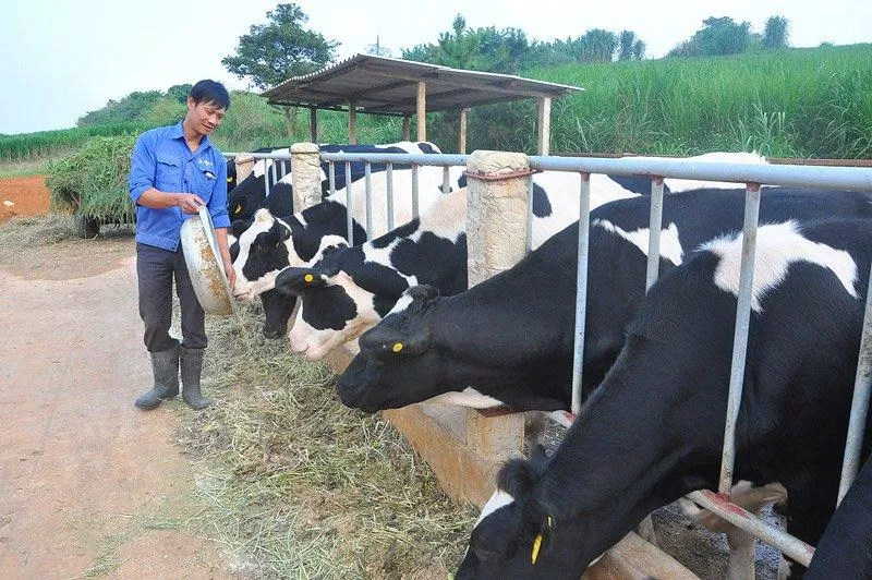 Bò sữa được chăn nuôi bằng nguồn thức ăn sạch và an toàn