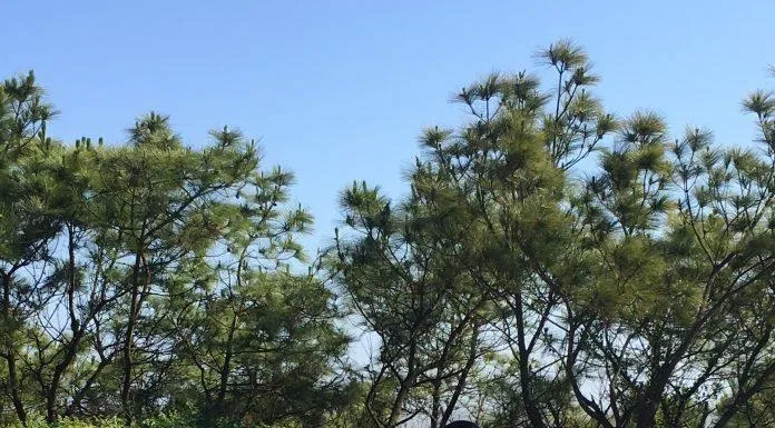 Trò chơi xe điện đụng tại khu vui chơi giải trí Hòn Dấu Trò chơi xe điện đụng tại khu vui chơi giải trí Hòn Dấu