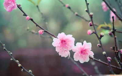 20 ca khúc bất hủ Tết