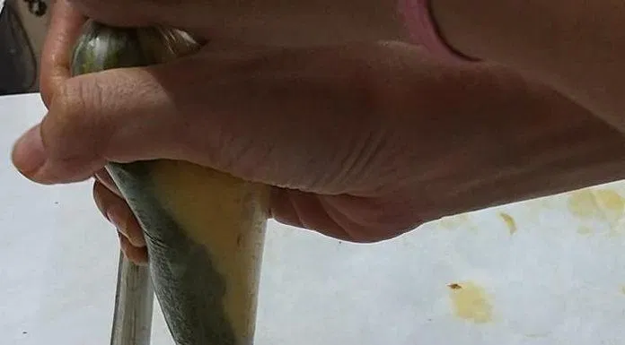 Bánh quy ba màu