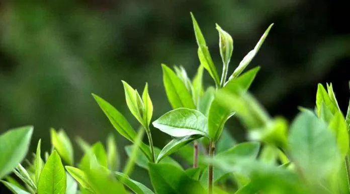 Bởi quy trình tự bào chế lá trà xanh tại nhà vẫn chưa được đảm bảo, bạn nên sử dụng các sản phẩm chiết xuất lá trà xanh thay vì sử dụng trực tiếp, gây ảnh hưởng tới da mặt. (Ảnh: Internet)