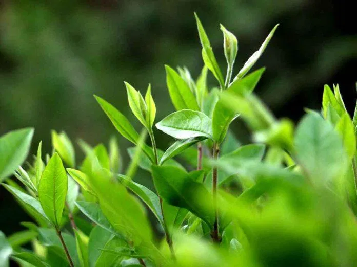 Bởi quy trình tự bào chế lá trà xanh tại nhà vẫn chưa được đảm bảo, bạn nên sử dụng các sản phẩm chiết xuất lá trà xanh thay vì sử dụng trực tiếp, gây ảnh hưởng tới da mặt. (Ảnh: Internet)