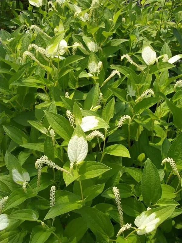 Chiết xuất cỏ ba lá, thành phần quan trọng trong Laneige White Dew Tone-up Cream (ảnh: internet).