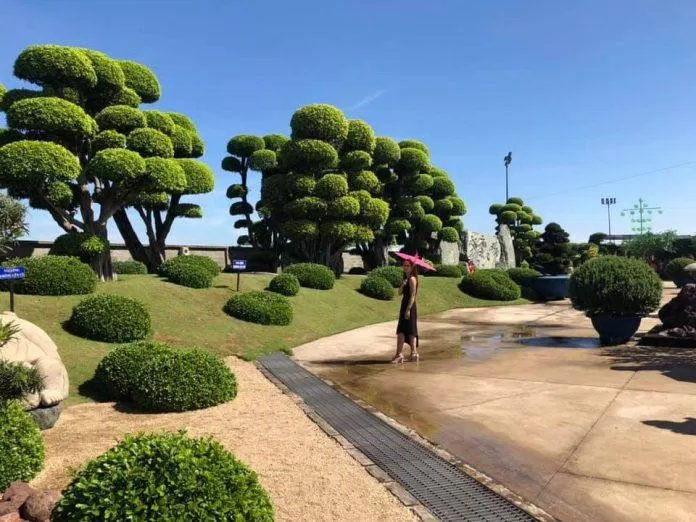 Cây kiểng được tạo hình khá bắt mắt