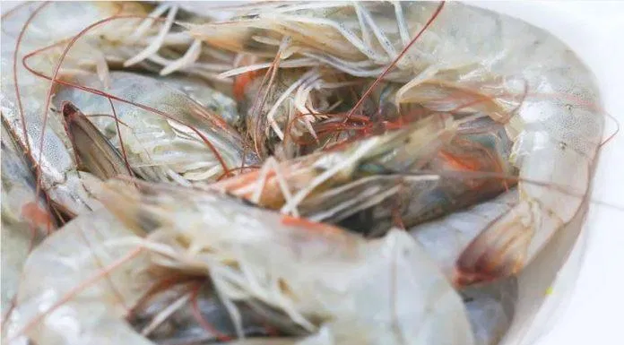 Chuẩn bị tôm tươi hoặc tôm đông lạnh chuẩn bị tôm