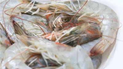 Chuẩn bị tôm tươi hoặc tôm đông lạnh chuẩn bị tôm