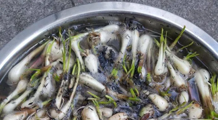 củ kiệu ngâm chua ngọt