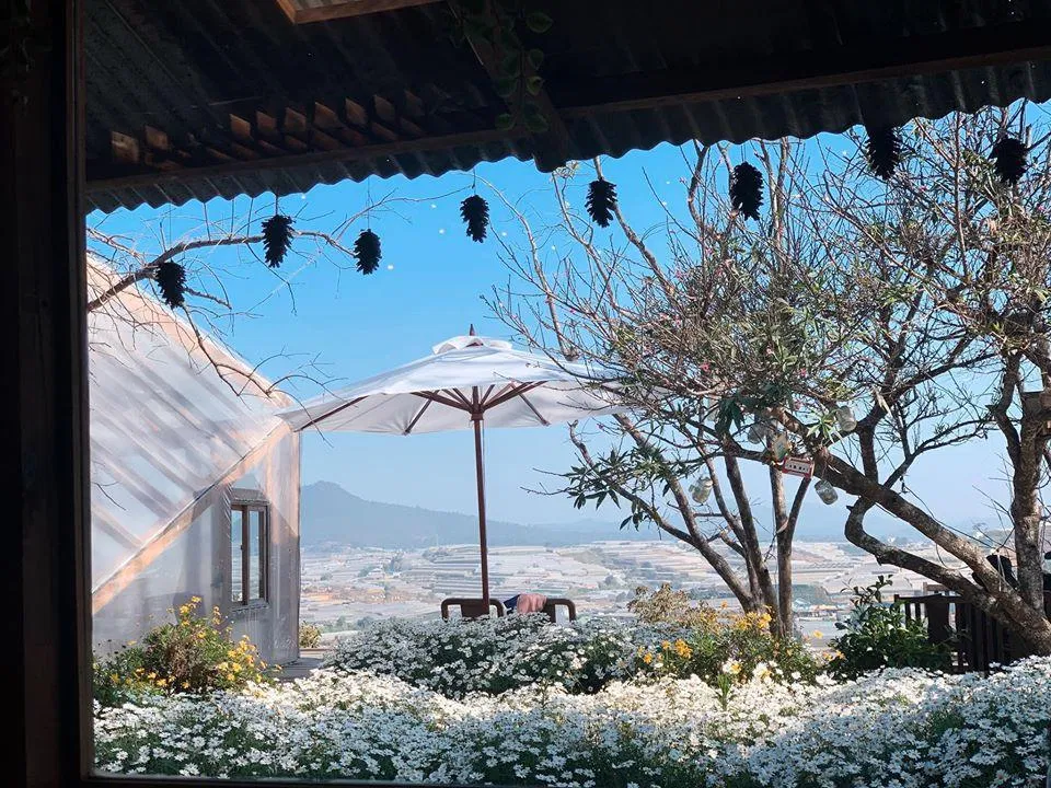 Khuôn viên vườn Cúc họa mi nho nhỏ của Túi Mơ To (Ảnh: Facnpage Túi Mơ To)