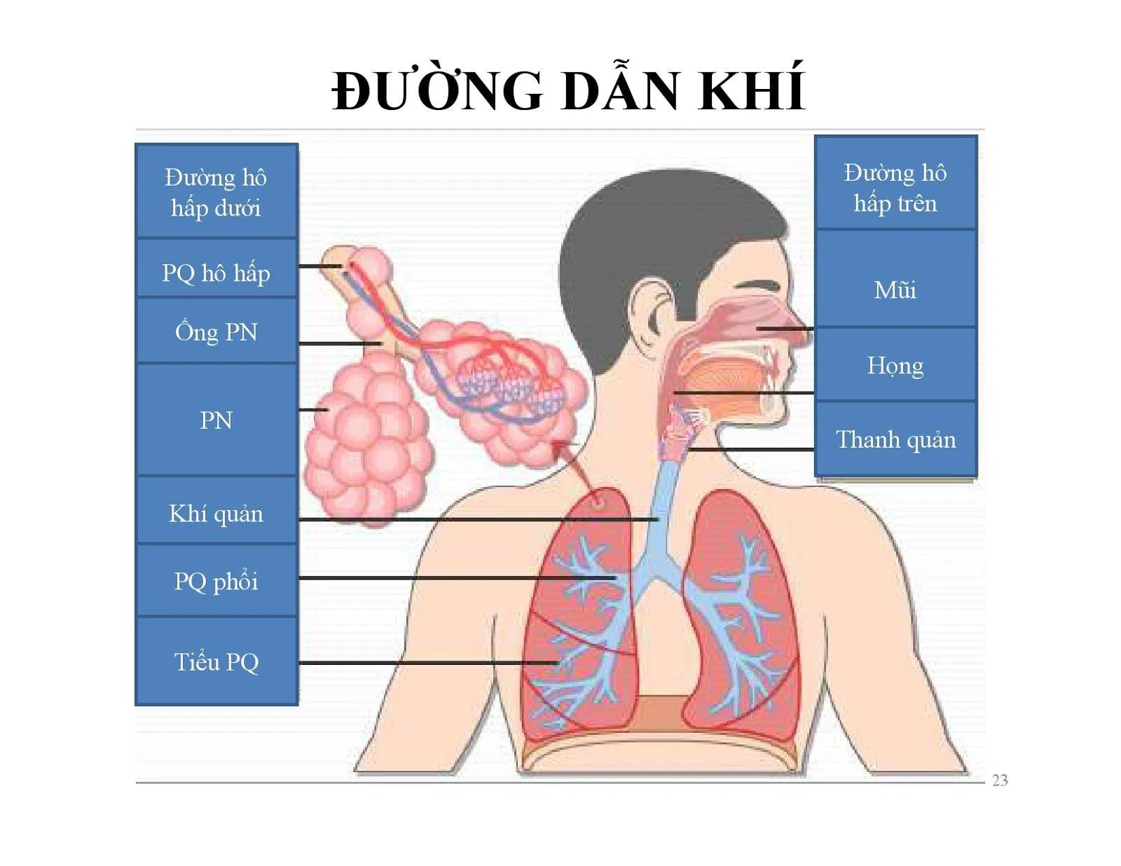 đường dẫn khí