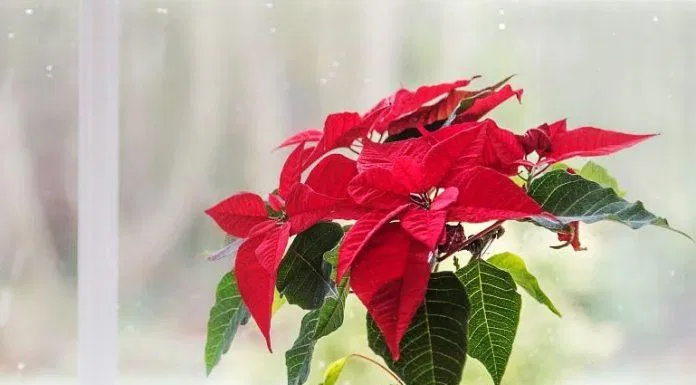 loài hoa tượng trưng cho 12 tháng