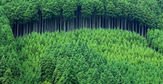 Trồng cây là hành động thiết thực bảo vệ rừng xanh và môi trường (ảnh: internet). 