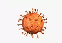 Virus corona ( nguồn : internet )