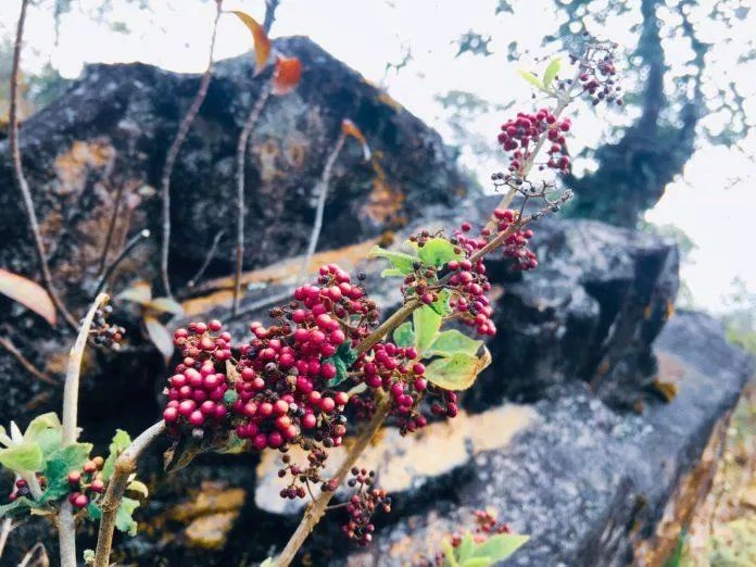 Cảnh sắc trên đường đi lên thác (Nguồn: BlogAnChoi). Cảnh sắc trên đường đi lên thác (Nguồn: BlogAnChoi).