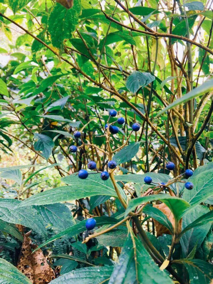 Cảnh sắc trên đường đi lên thác (Nguồn: BlogAnChoi). Cảnh sắc trên đường đi lên thác (Nguồn: BlogAnChoi).