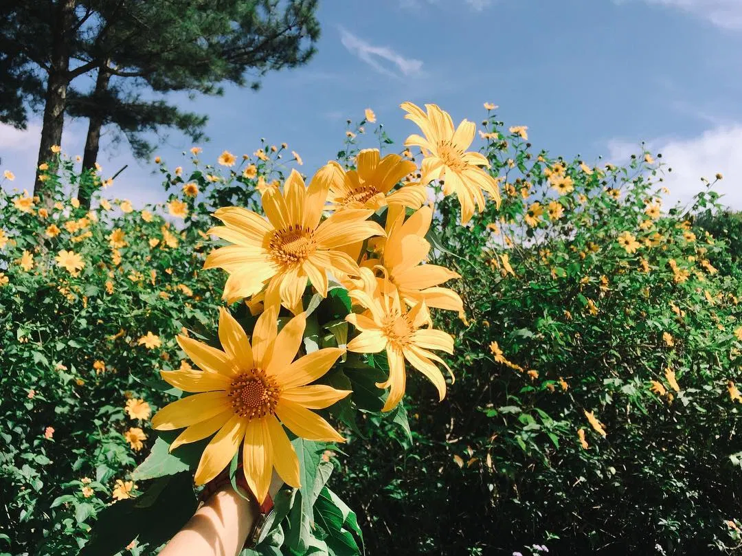 Đà Lạt mùa đông