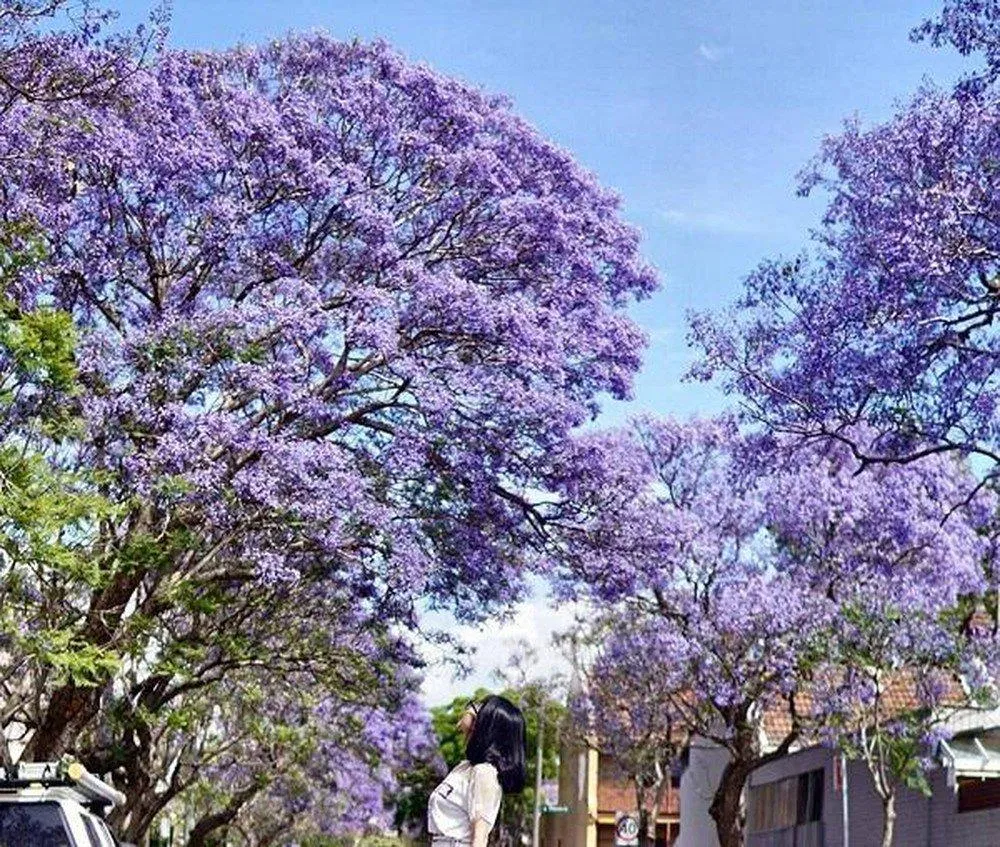 Phượng tím mùa hạ