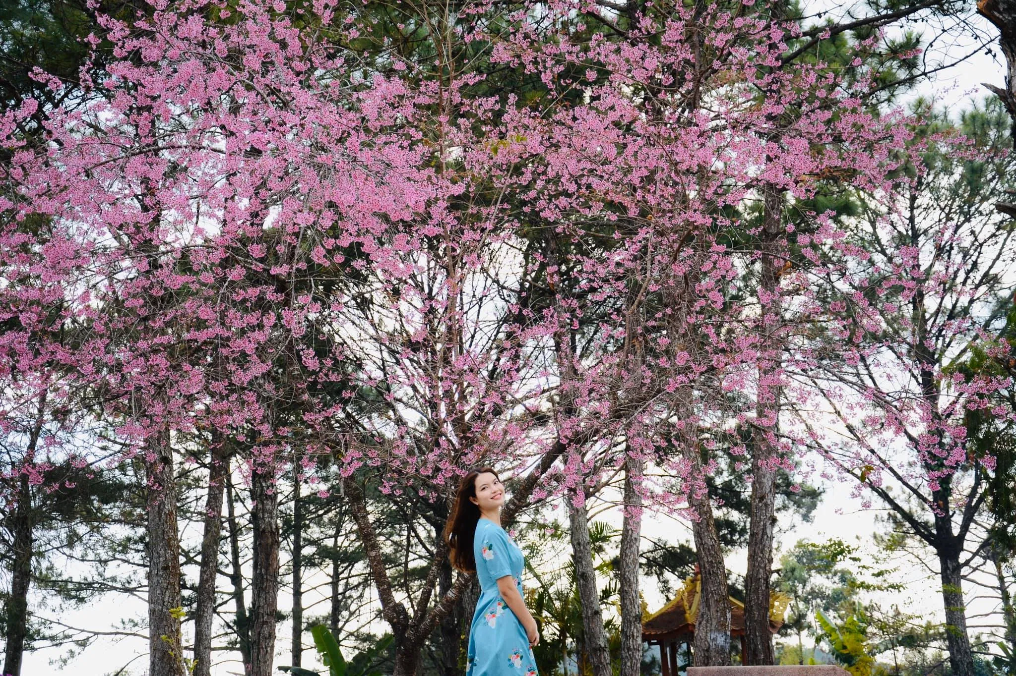 Tham quan Đà Lạt vào mùa xuân