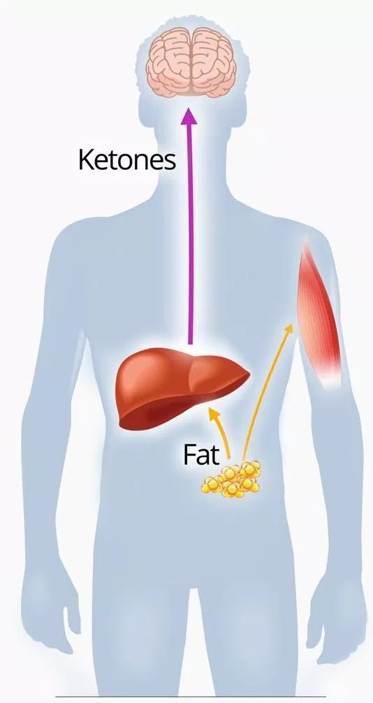 Gan tạo ra ketone từ chất béo, sau đó ketone trở thành nguồn nhiên liệu cung cấp năng lượng cho cơ thể.
