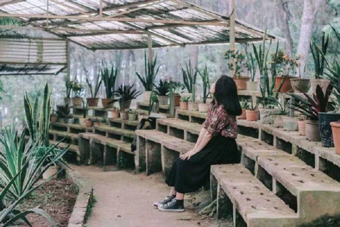 Nhà Kính Xương Rồng Nhà Kính Xương Rồng