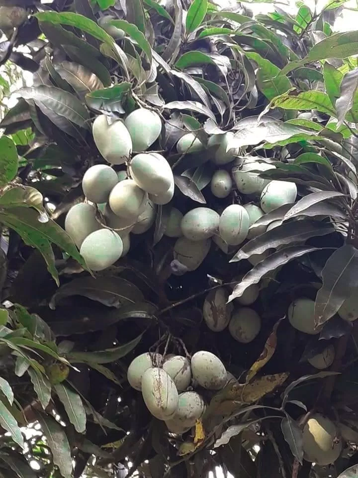 Trùm xoài sai trĩu quả tại khu sinh thái vườn xoài Trùm xoài sai trĩu quả tại khu sinh thái vườn xoài