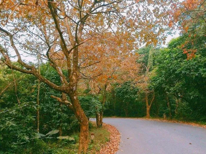 Con đường lá vàng tại Ba Vì Con đường lá vàng tại Ba Vì