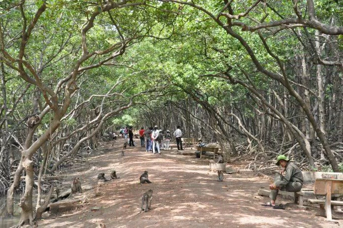 Đảo khỉ Nha Trang, nơi có những chú khỉ vô cùng thông minh (Ảnh: Internet).