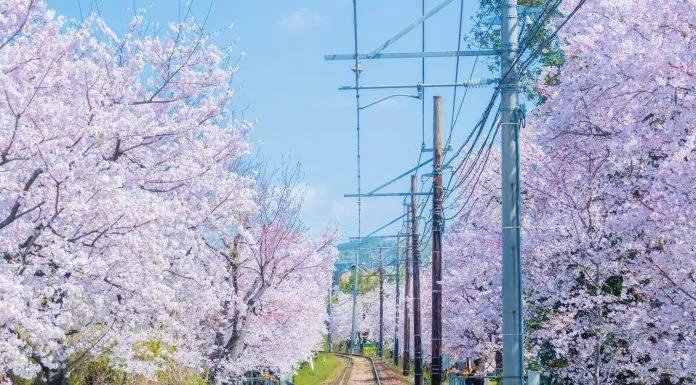 Mùa hoa anh đào ở Kyoto. (nguồn: Internet)