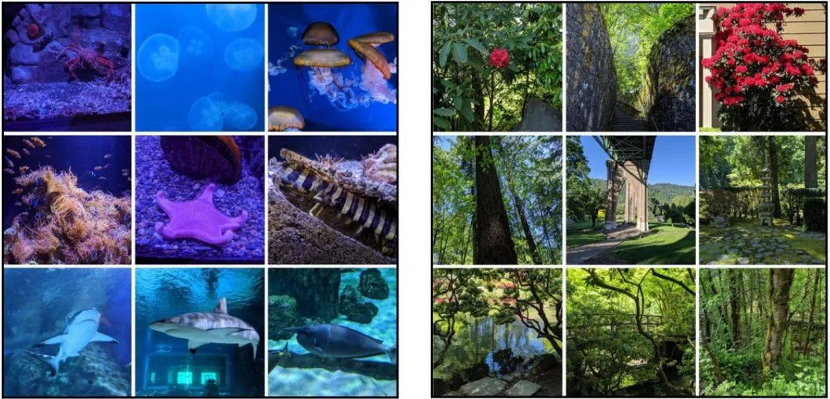 Ứng dụng đơn giản này của Google giúp bất kỳ ai cũng có thể tạo ảnh ghép dễ dàng google photos