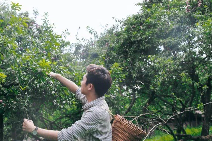 hái mận ở mộc châu