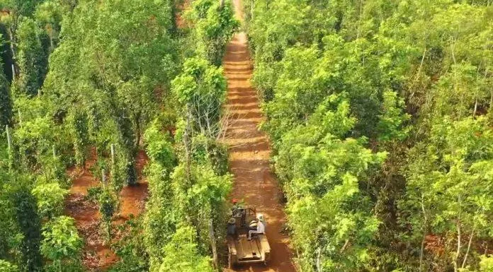 HHen Niê ở nhà tránh dịch: Trổ tài yêu bếp lại còn trèo cây, cuốn đất điêu luyện con người HHen Niê là ai HHen Niê quê ở đâu H’hen nie hình ảnh Hoa hậu hoa hậu HHen Niê Hoa hậu Hoàn vũ Việt Nam hoa hậu quốc dân Sao Việt trang phục vlogger