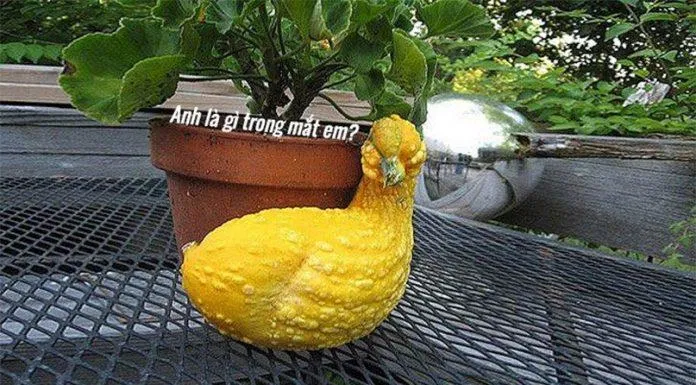 Hoa quả hài hước độc lạ