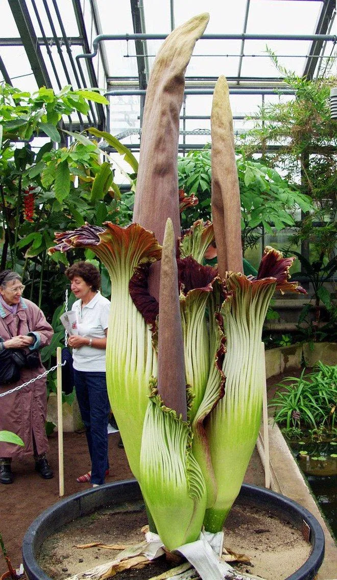 Cây Hoa Xác Thối sống tại Indonesia Cây Hoa Xác Thối sống tại Indonesia