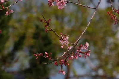 mai-anh-dao-ho-tuyen-lam