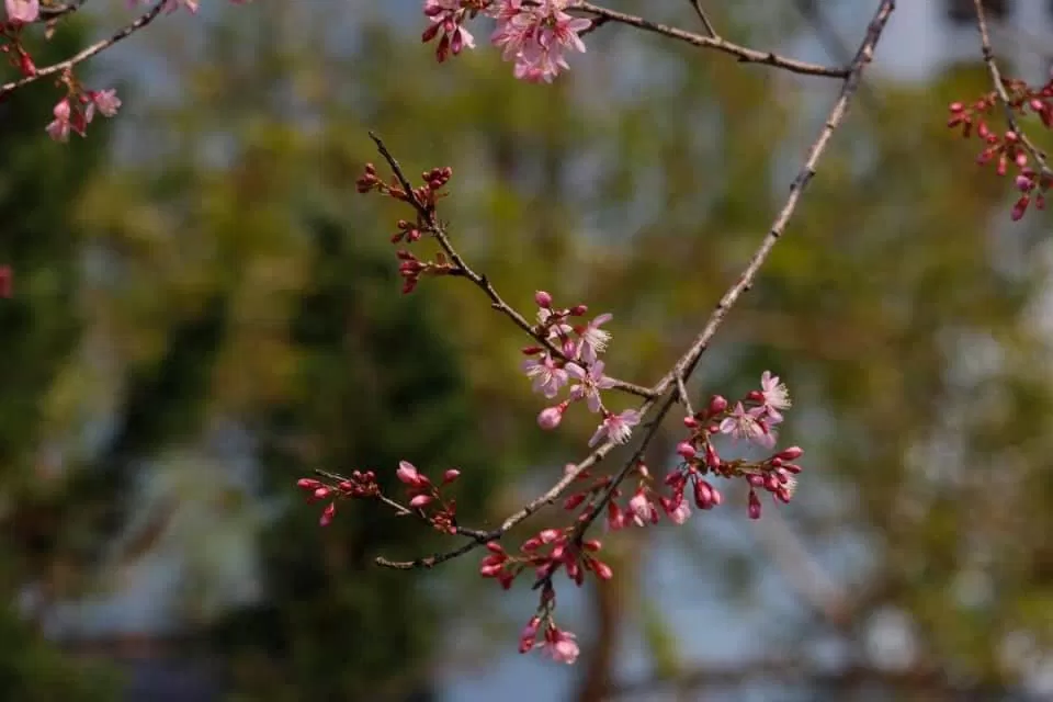 mai-anh-dao-ho-tuyen-lam