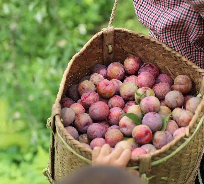 mận chín mộc châu