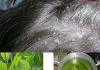 Cách trị nấm da đầu bằng lá ổi ( Nguồn: Internet)