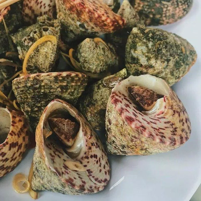 Ốc Vú nàng- Đặc sản ở Đảo Ốc Vú nàng- Đặc sản ở Đảo