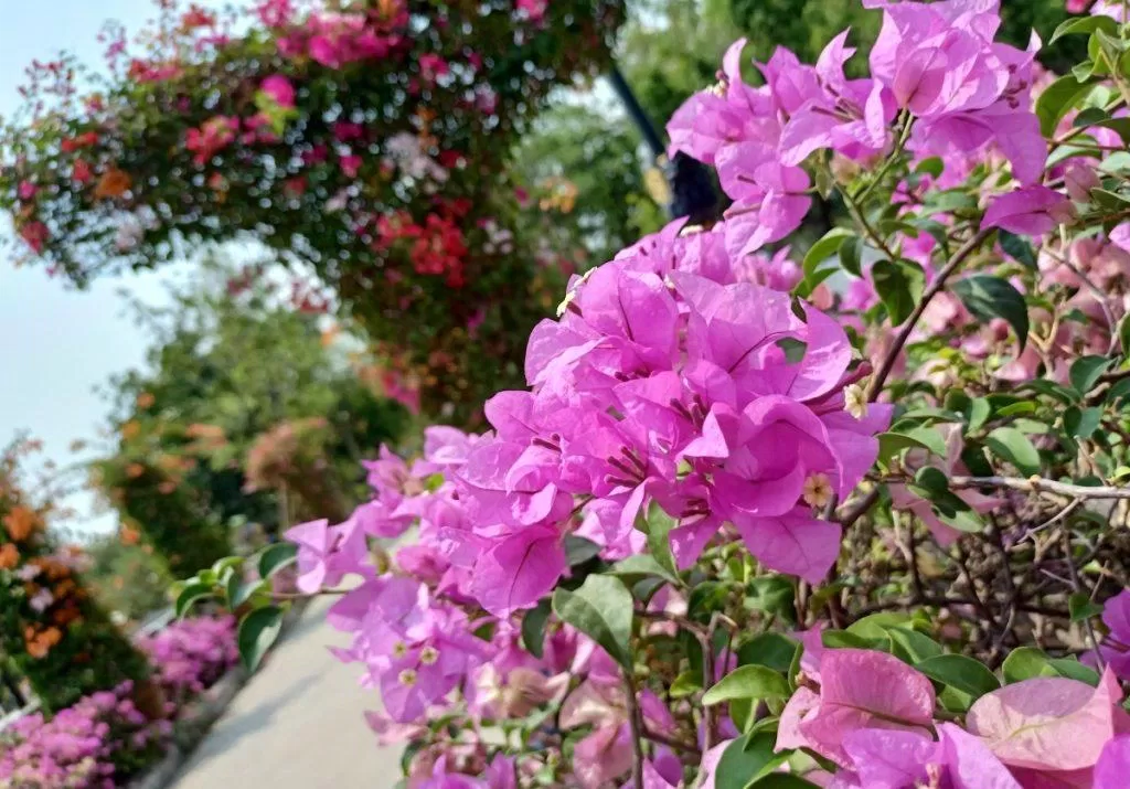 điện thoại oppo A91