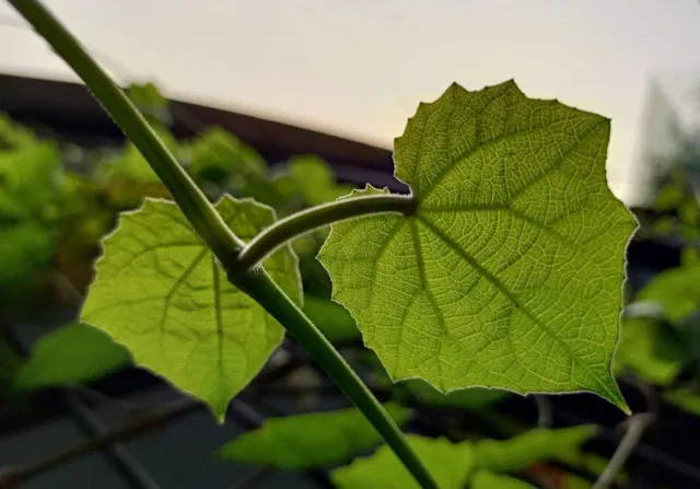 điện thoại oppo A91