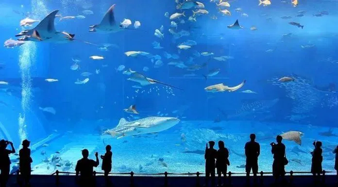 Viện Hải dương học Nha Trang nơi trưng bày hàng nghìn mẫu vật của các loài sinh vật biển (Ảnh: Internet)