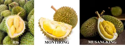 Các giống sầu riêng