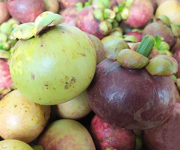 Những trái măng cụt có vỏ chuyển sang màu tím nhẹ thì gỏi của bạn sẽ bị mềm (Nguồn: Internet)