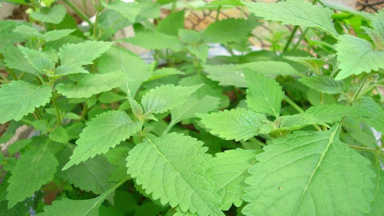 Cách trị rôm sảy cho bé (Nguồn: Internet) Cách trị rôm sảy cho bé (Nguồn: Internet)