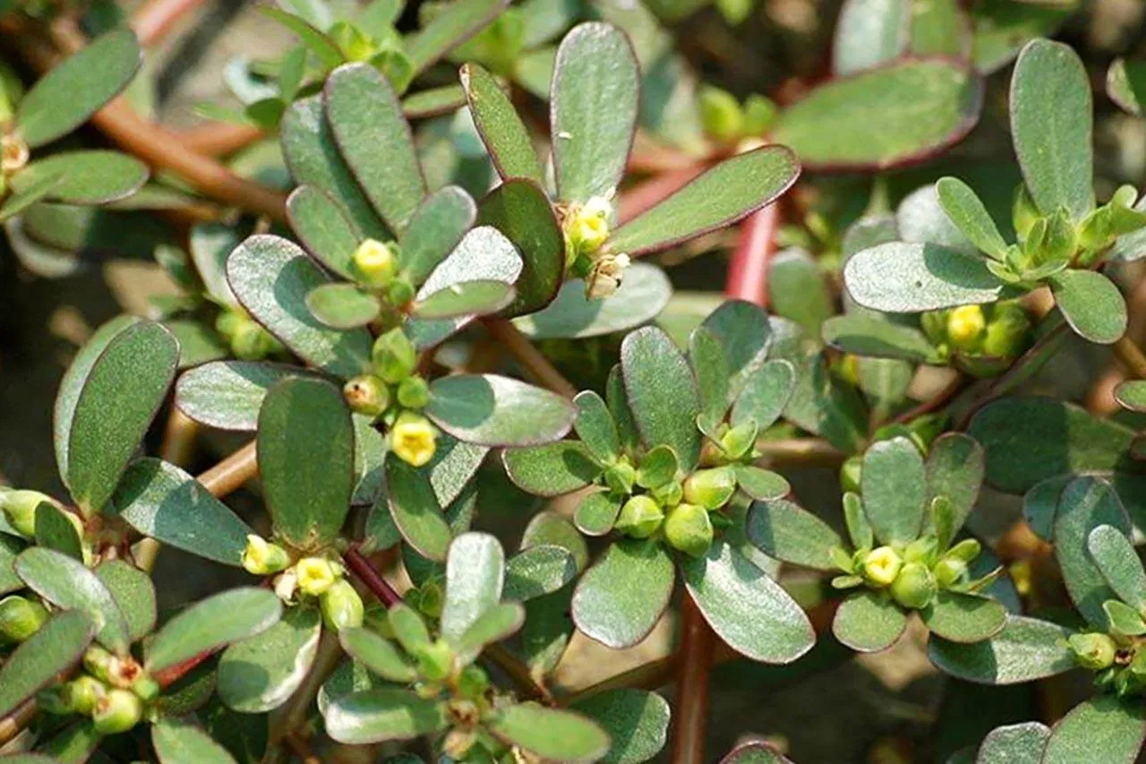 Cách trị rôm sảy cho bé Cách trị rôm sảy cho bé